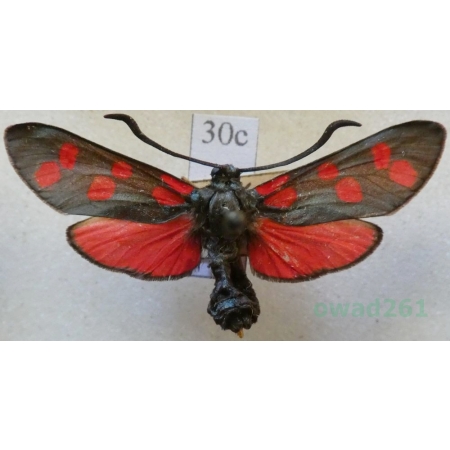 Zygaena filipendulae (Linnaeus, 1758) Kraśnik sześcioplamek Deutschland30c